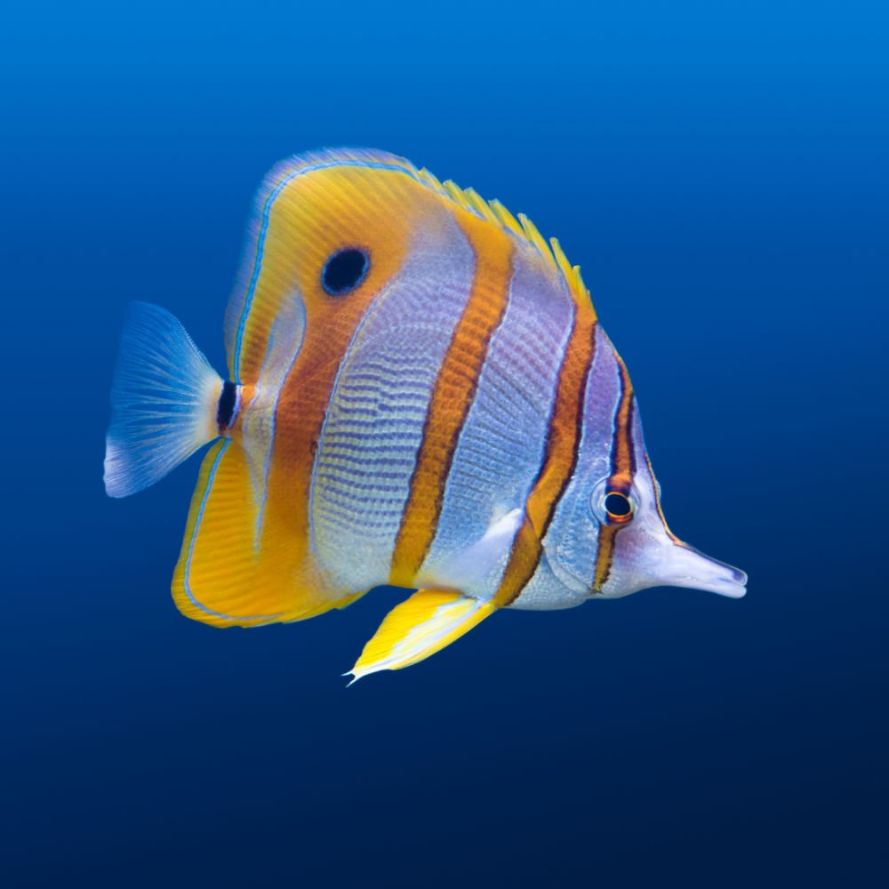 Chelmon rostratus M Chelmon rostratus M