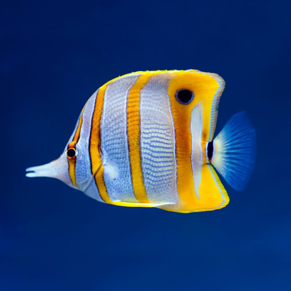 Chelmon rostratus M Chelmon rostratus M