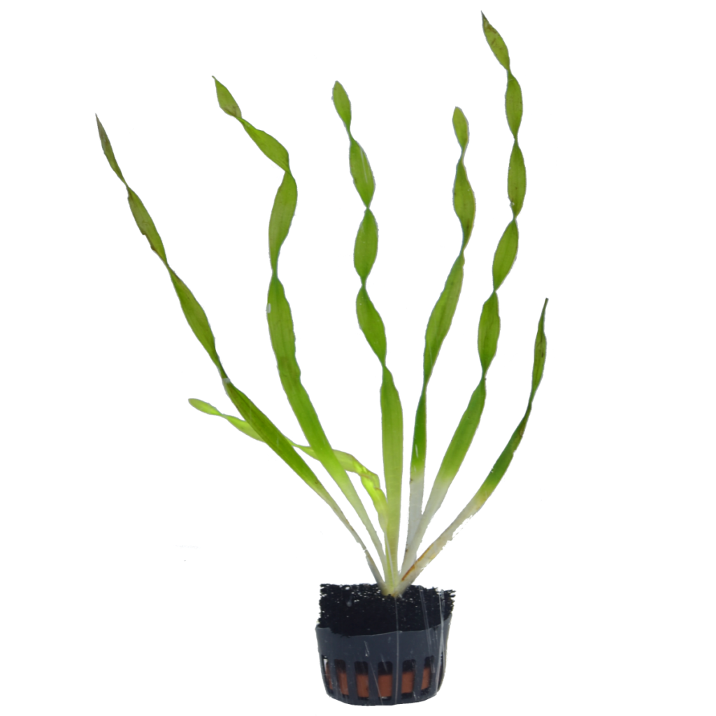 Vallisneria spiralis aquavangarda.pl