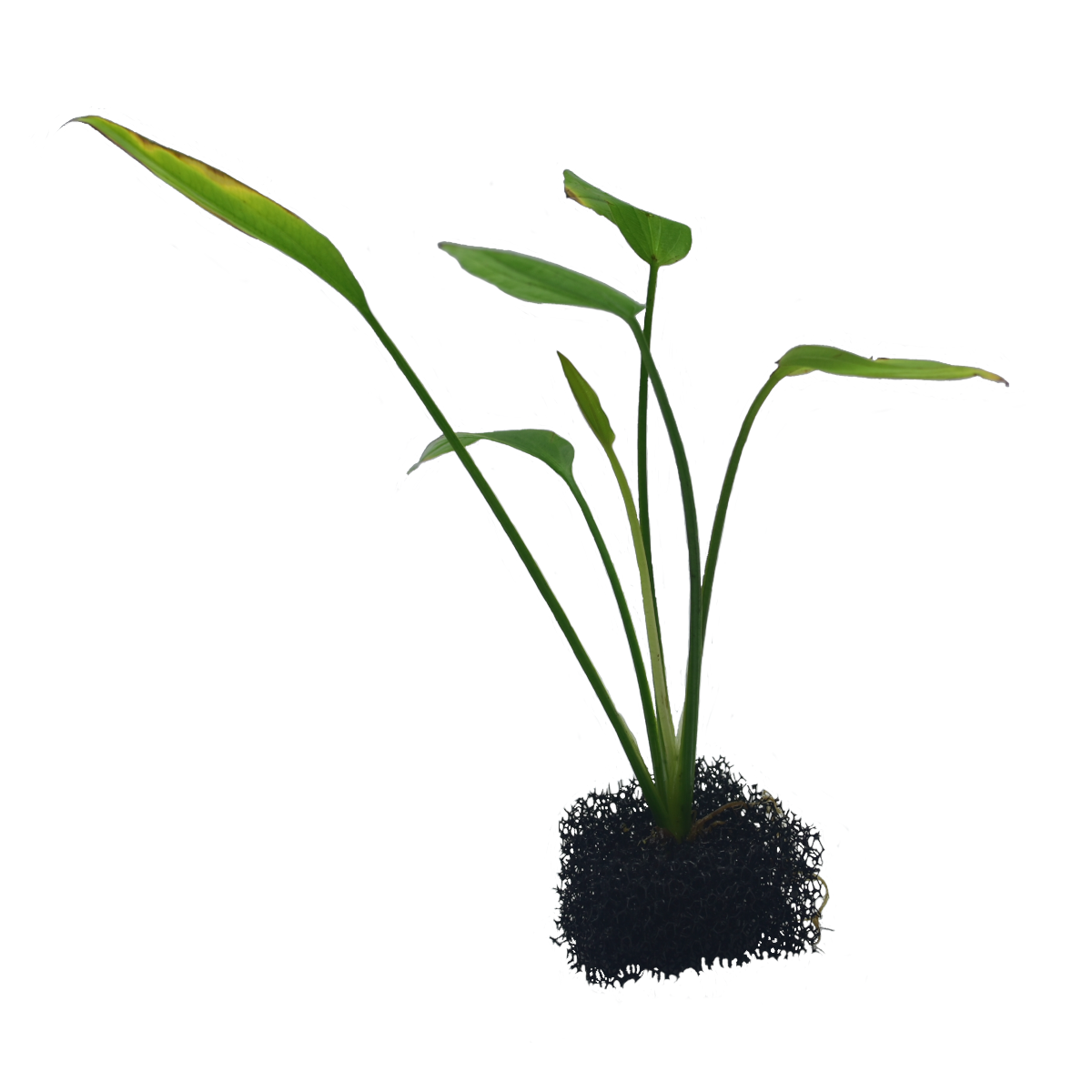 Echinodorus sp. Echinodorus sp.