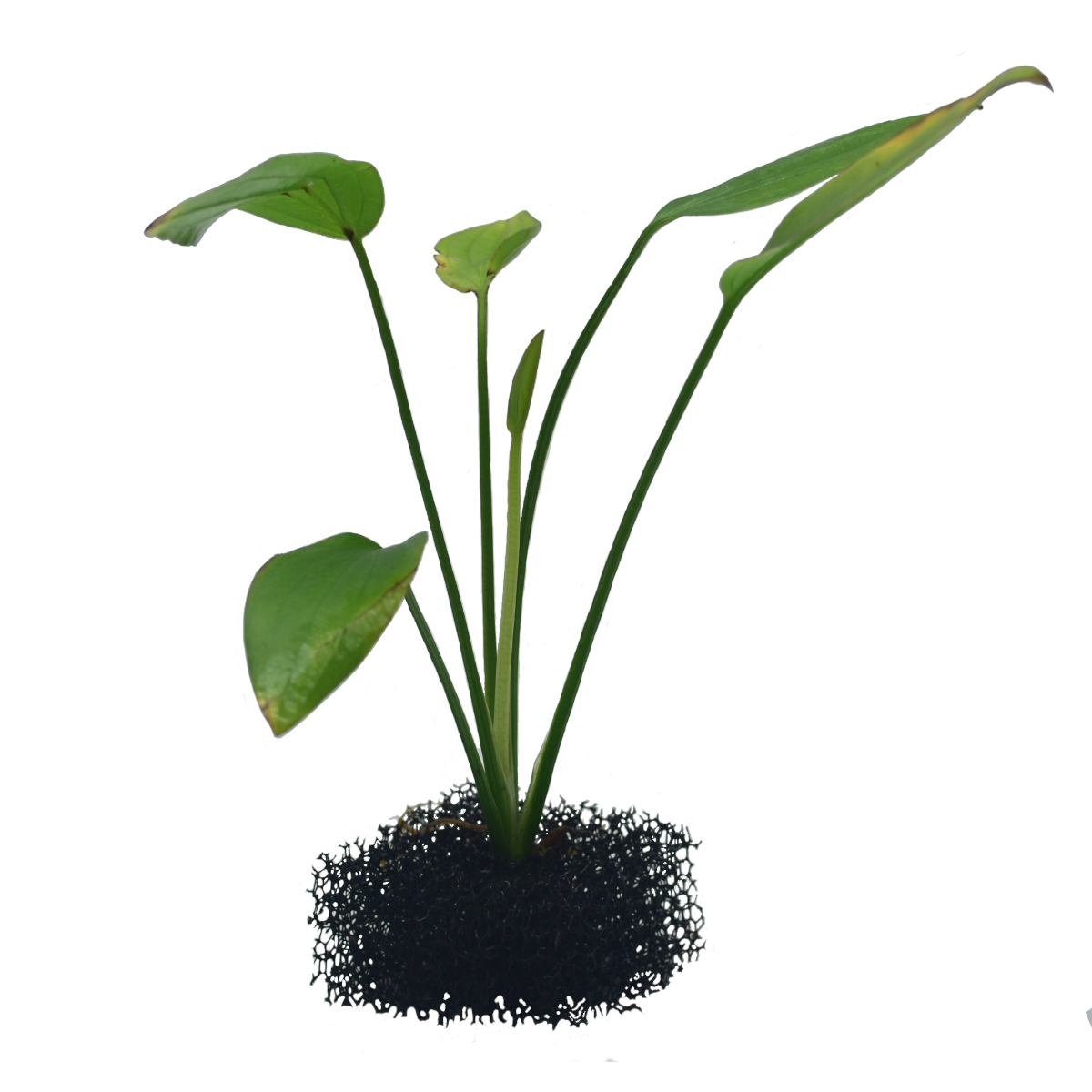 Echinodorus sp. Echinodorus sp.