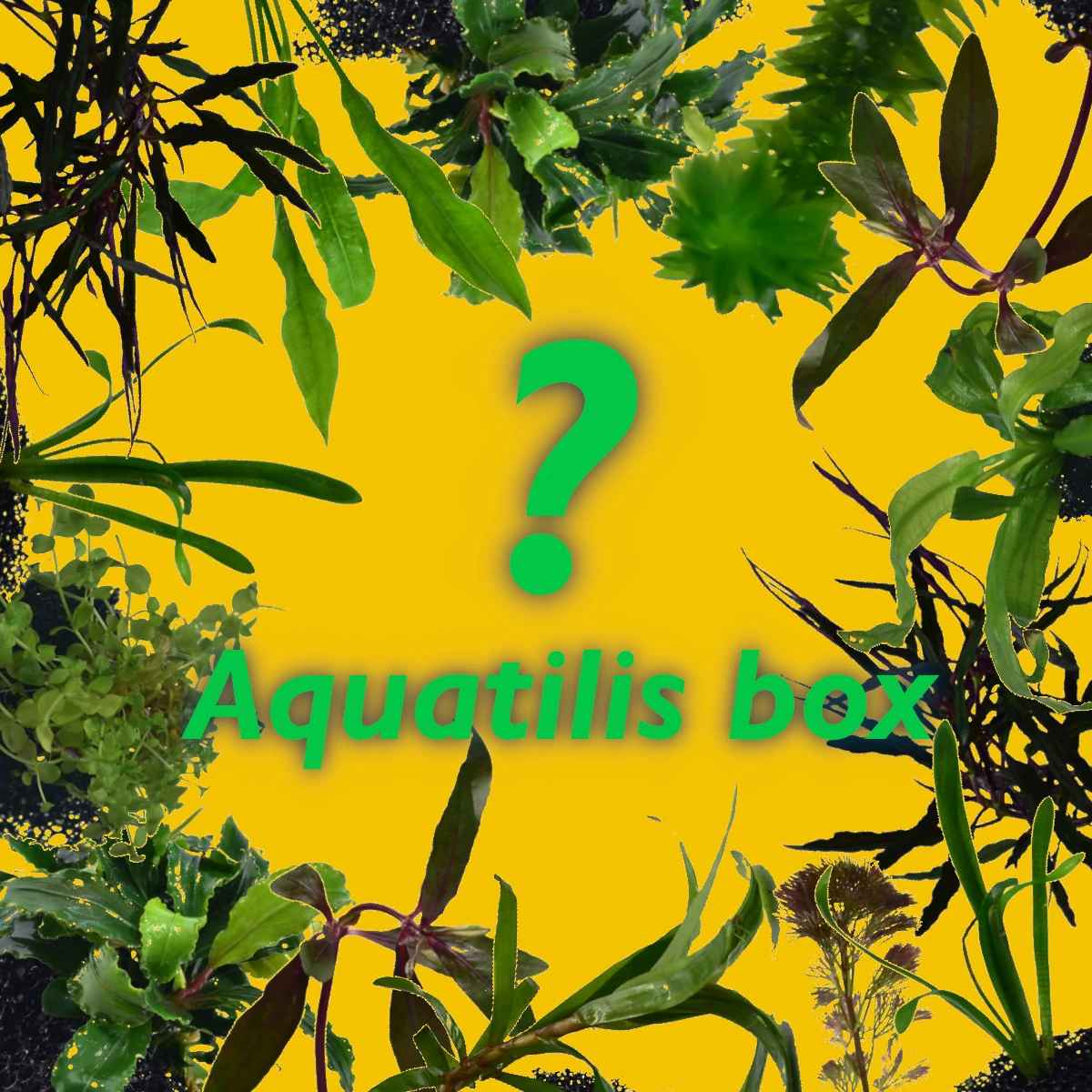 Aquatilis box Aquatilis box