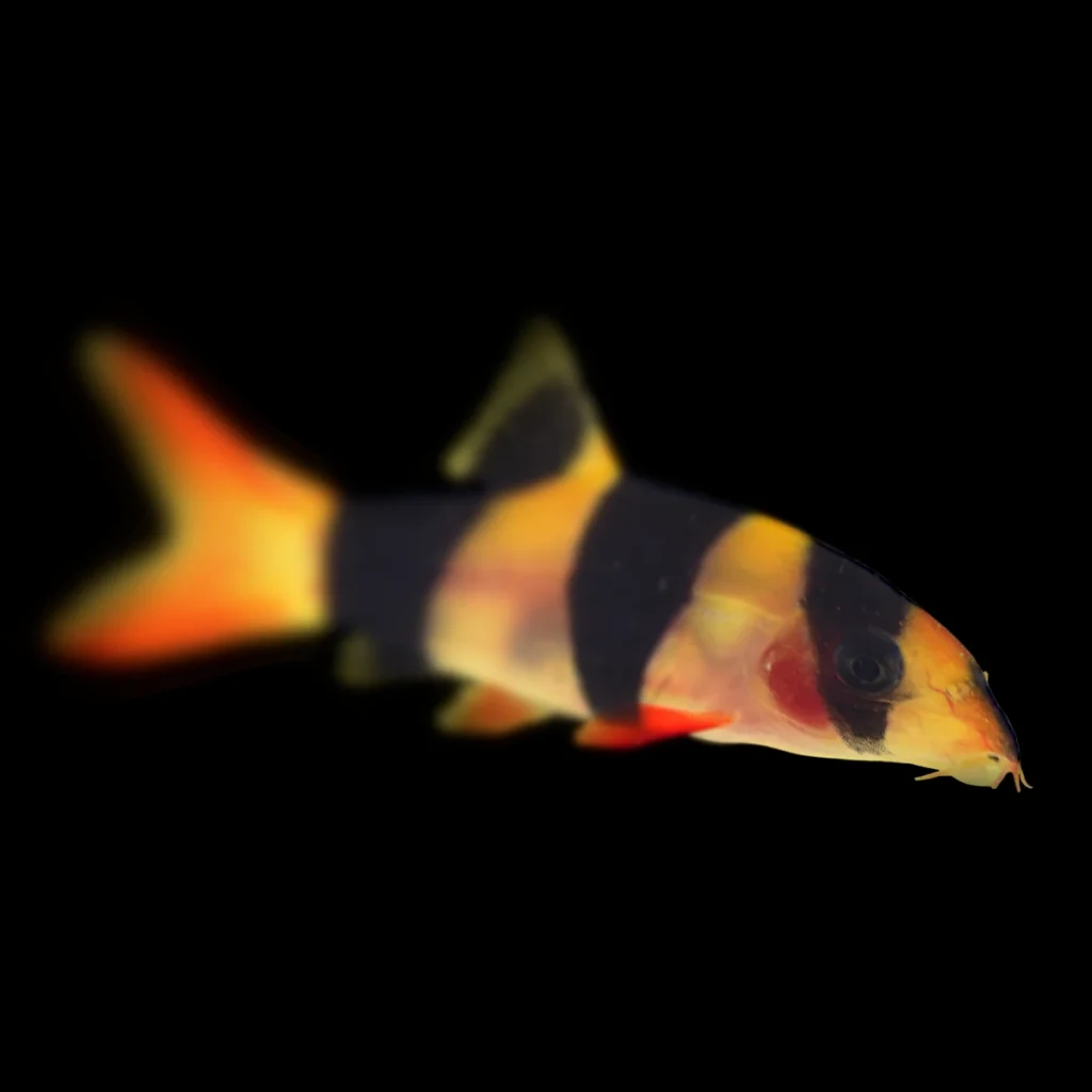 Chromobotia Macracanthus