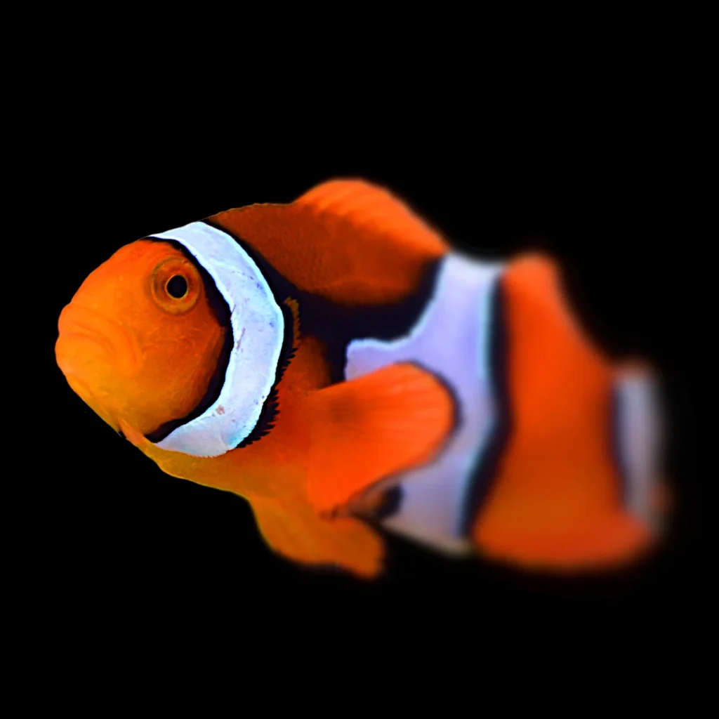 Amphiprion ocellaris L