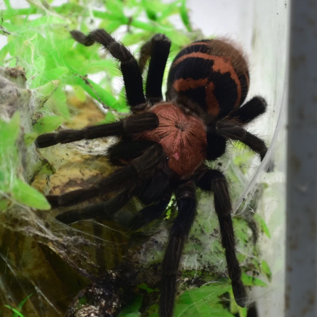 Davus pentaloris
