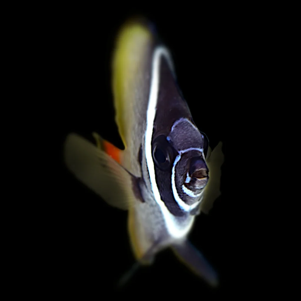 Siganus vulpinus L