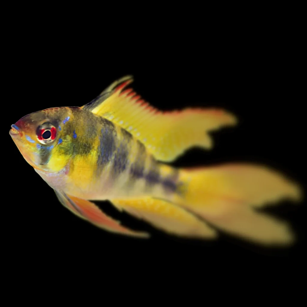Mikrogeophagus ramirezi