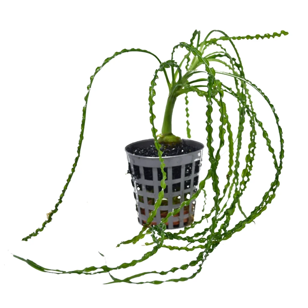 Crinum calamistratum