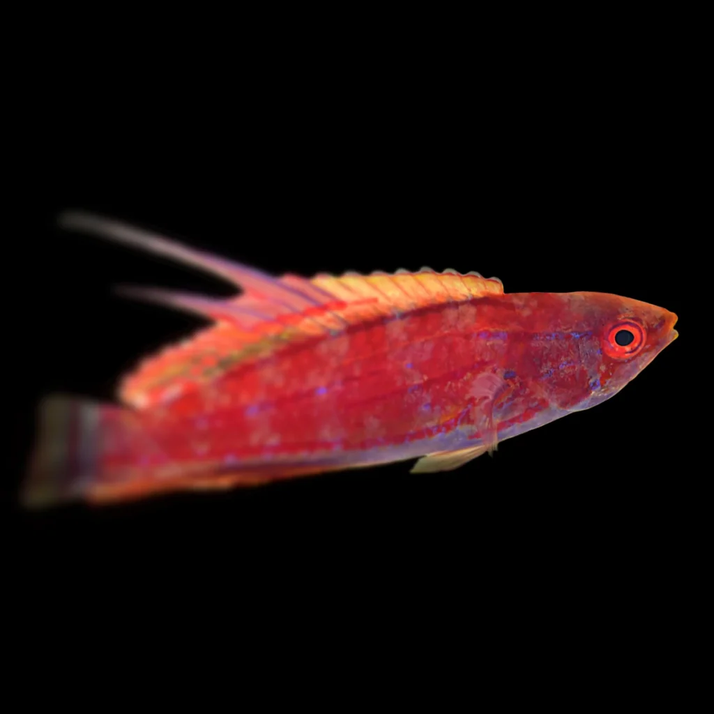 Paracheilinus carpenteri