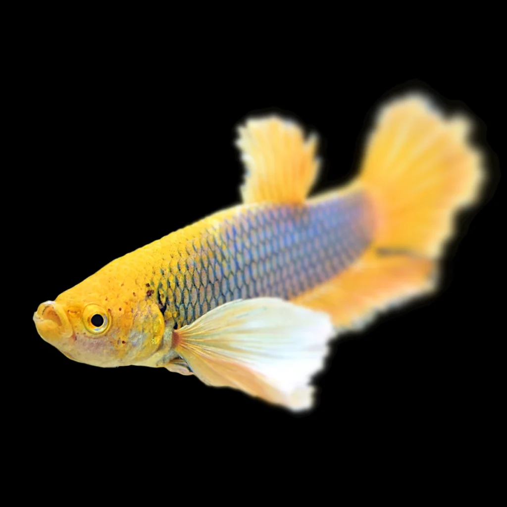 Betta splendens - Short-tail dumbo - samiec