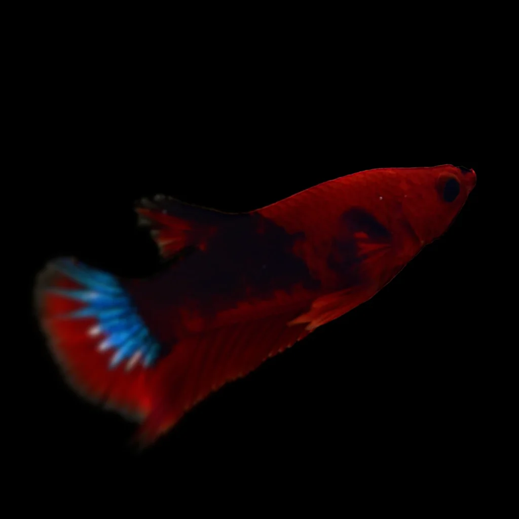 Betta splendens - samiec