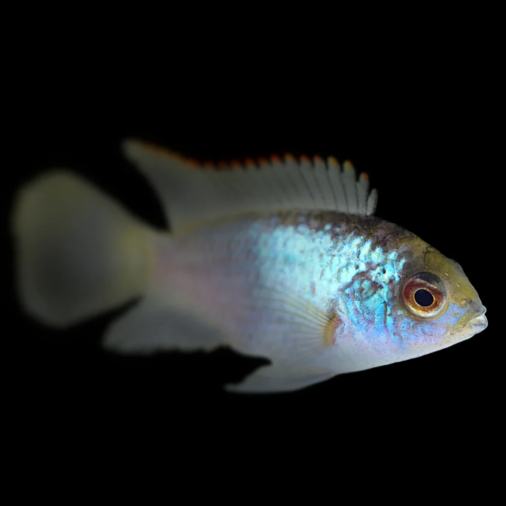 Mikrogeophagus ramirezi Electric Blue