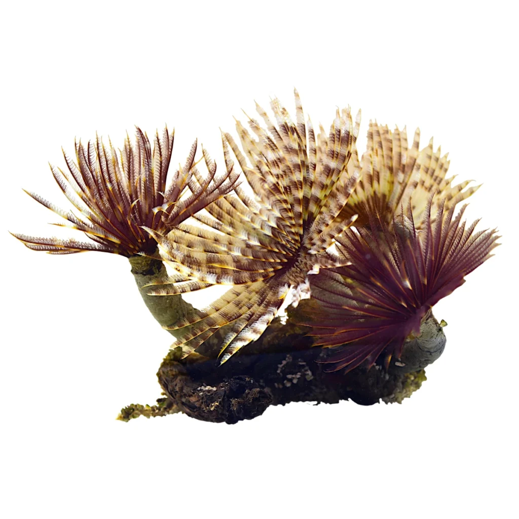 Sabellastarte sp.