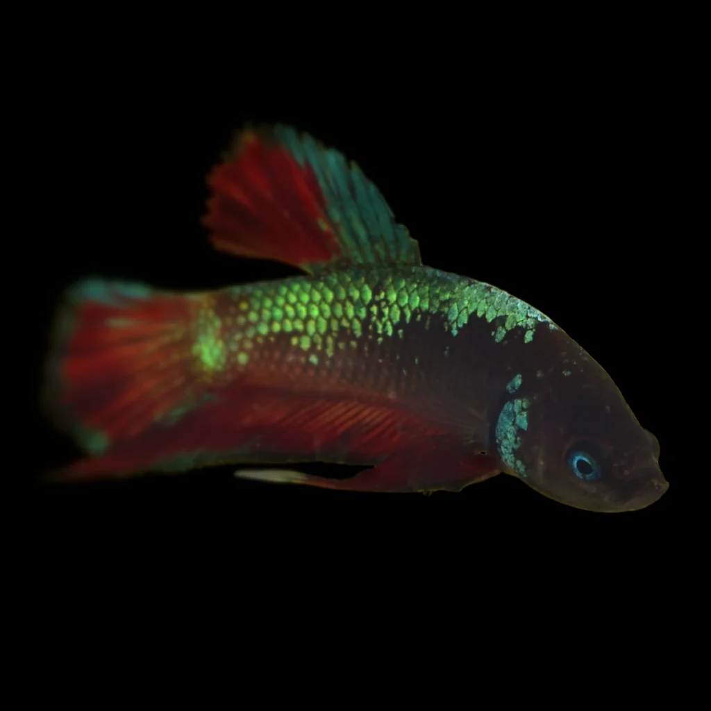 Betta splendens - Short-tail "Fancy" plakat - samiec