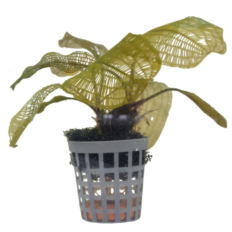 Aponogeton madagascariensis