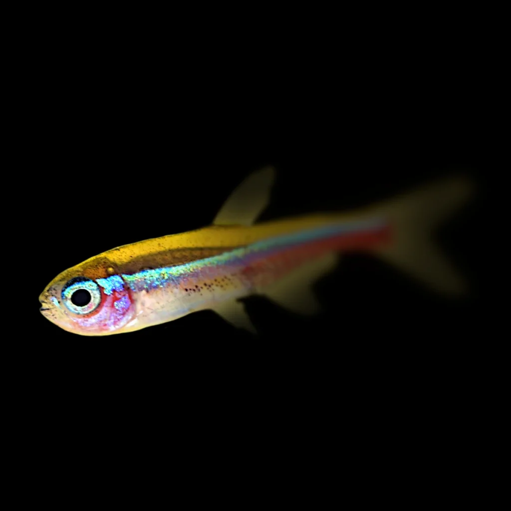 Paracheirodon axelrodi