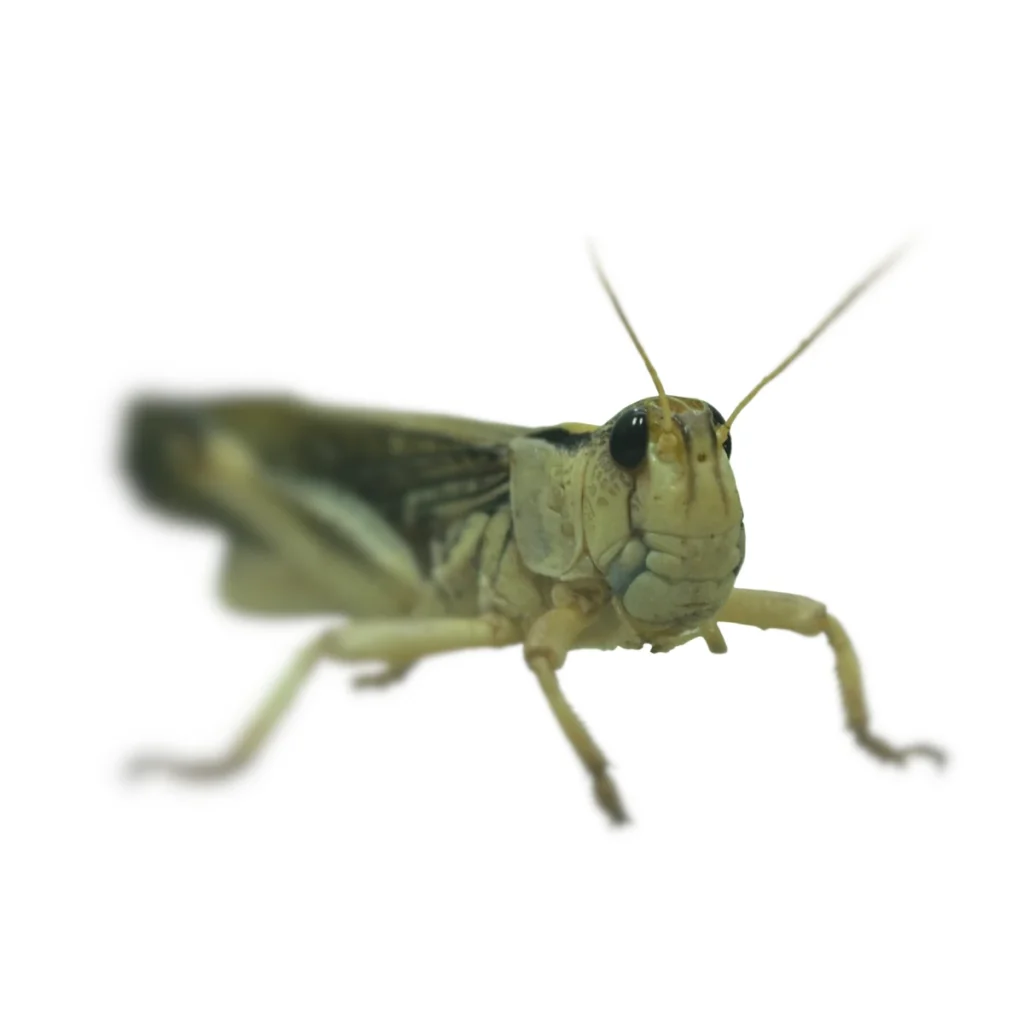 Szarańcza