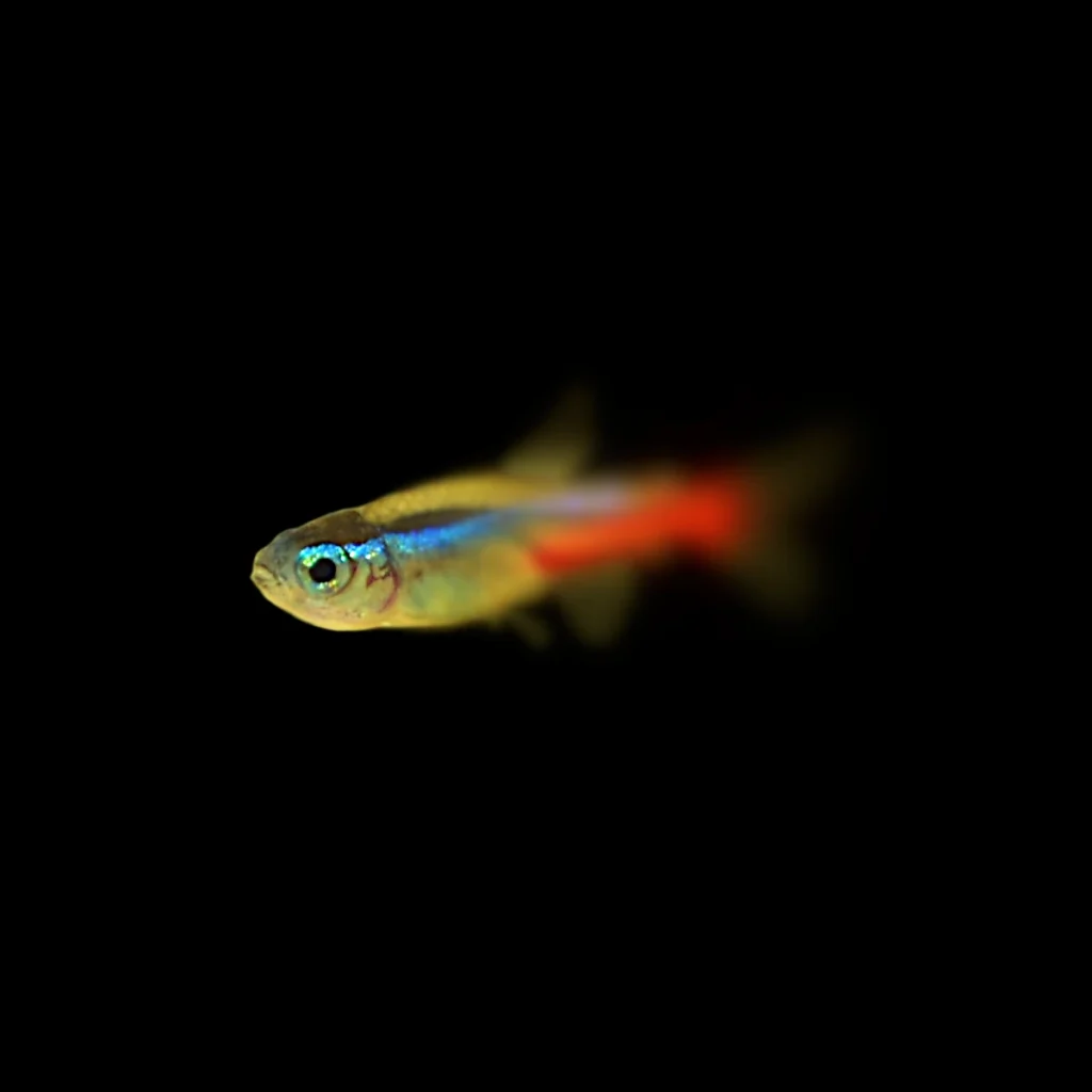 Paracheirodon innesi