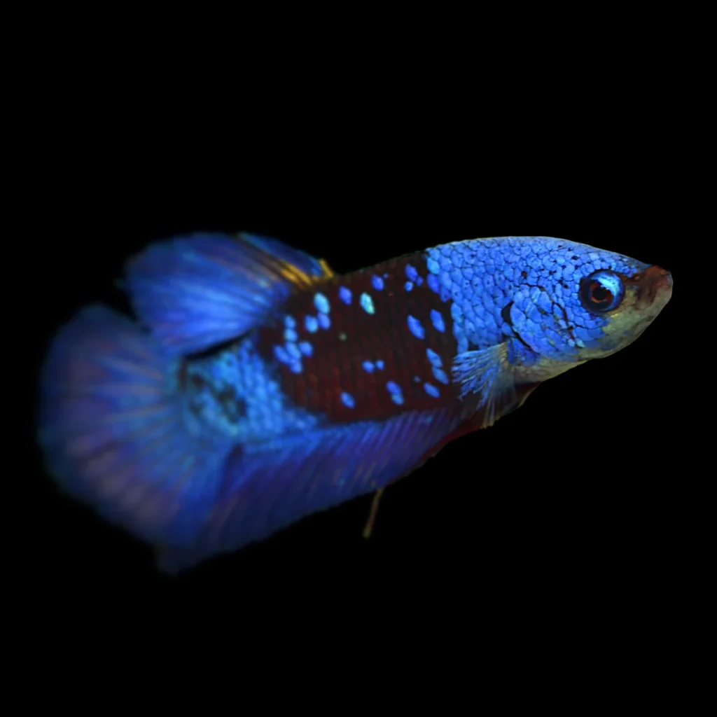 Betta splendens galaxy - samiec