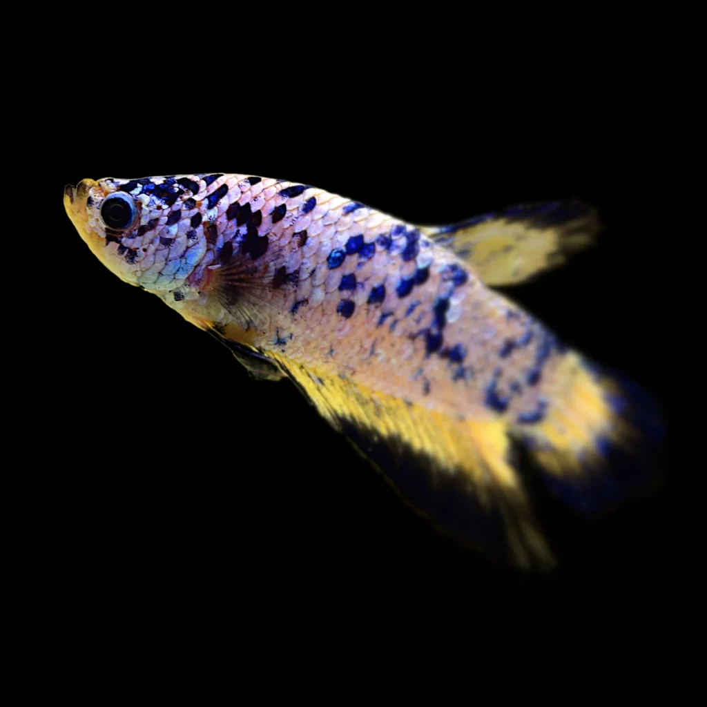 Betta splendens Koi