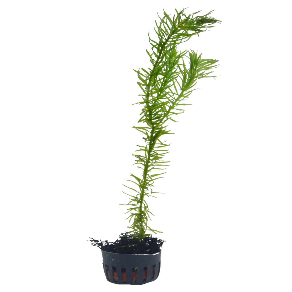 Egeria densa