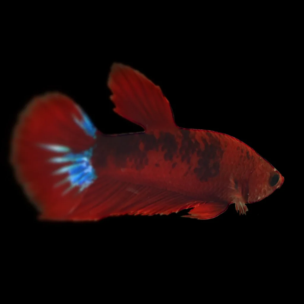 Betta splendens - Short-tail plakat - samica