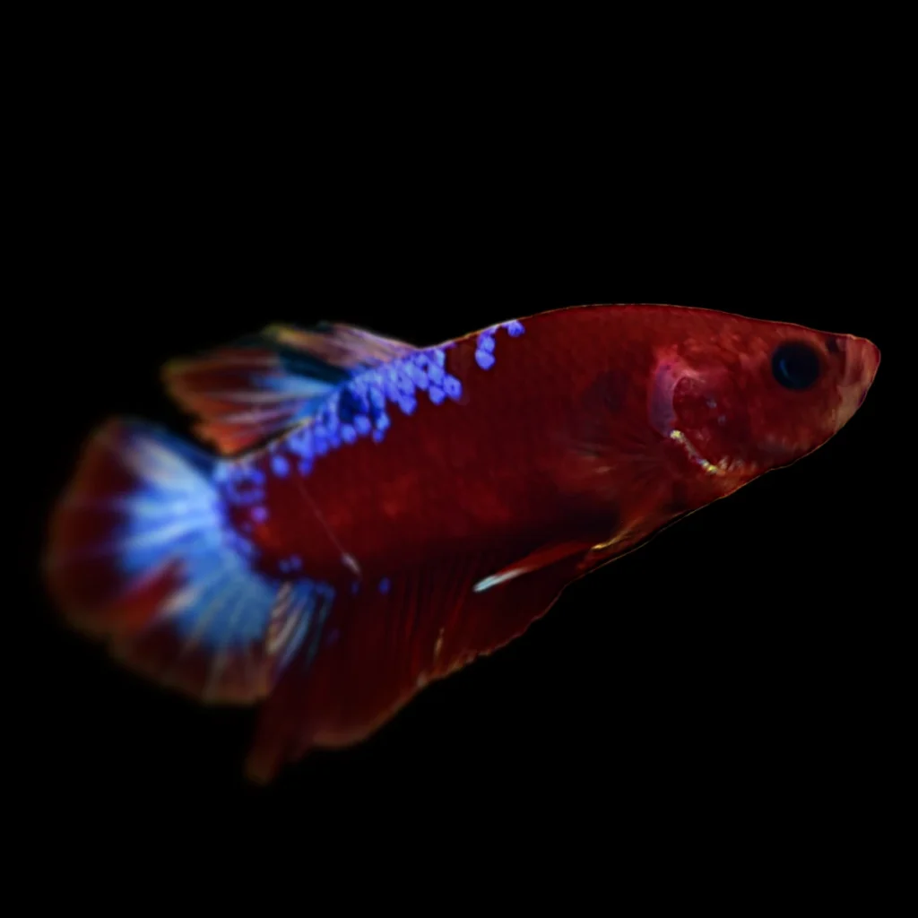 Betta splendens SAMICA Standard