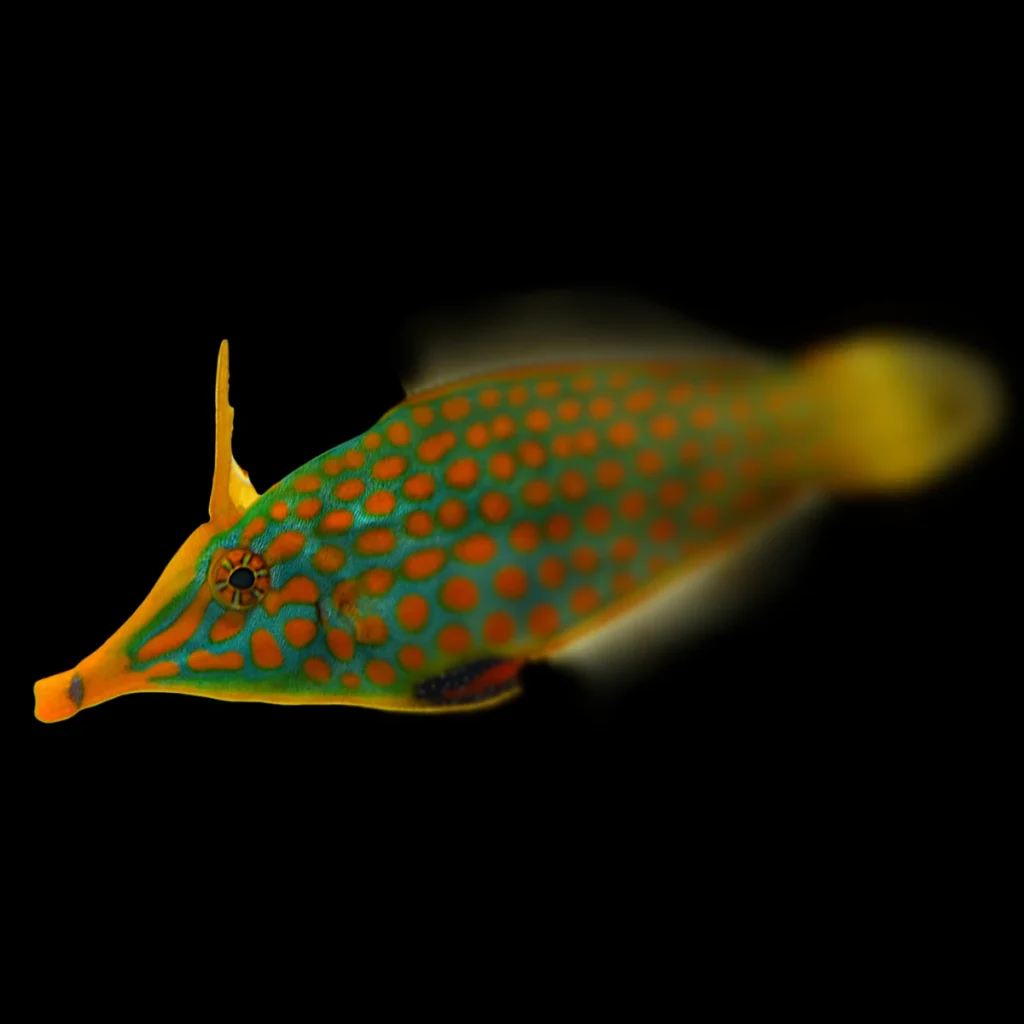 Oxymonacanthus longirostris