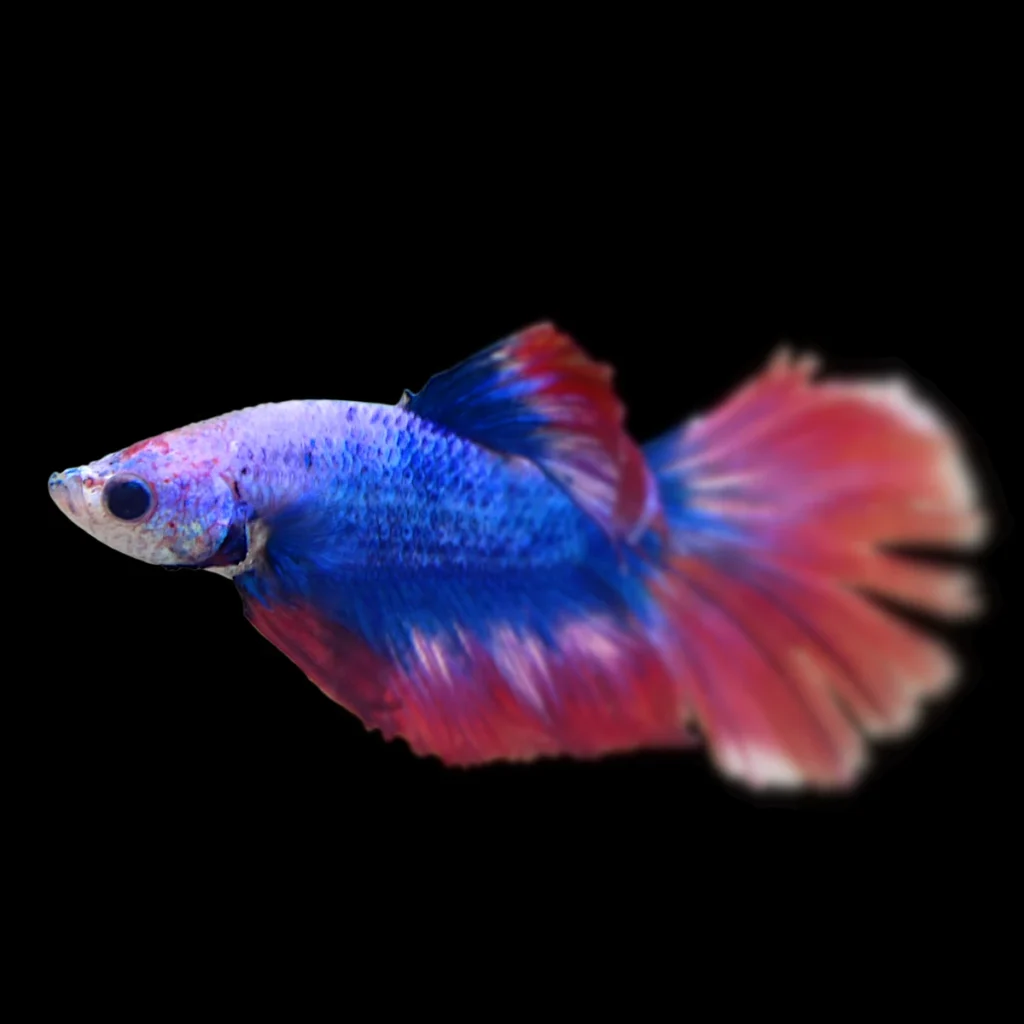 Betta splendens - Crown-tail "Fancy" - samiec