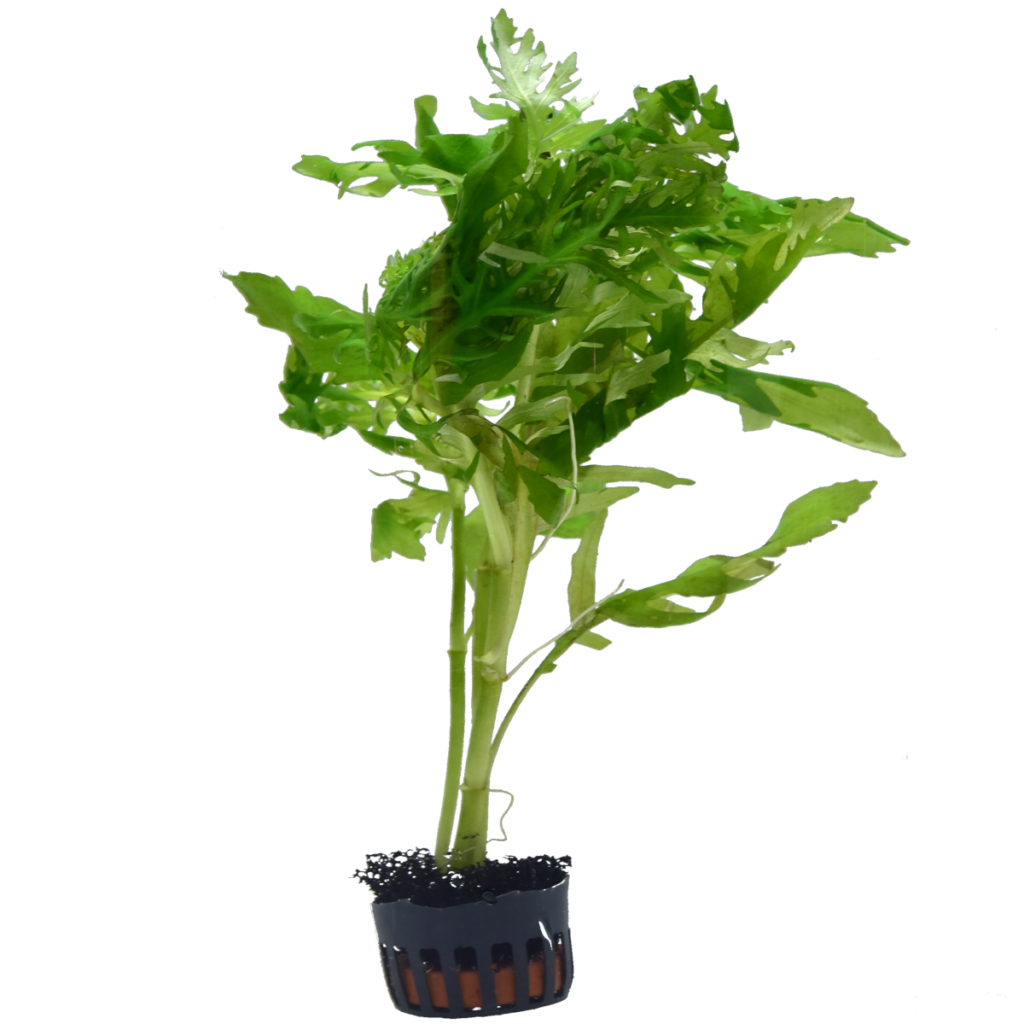Hygrophila difformis
