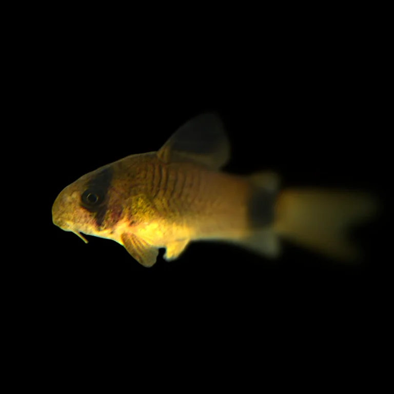Kirys panda (Corydoras panda)