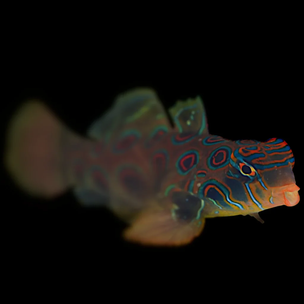 Synchiropus splendidus
