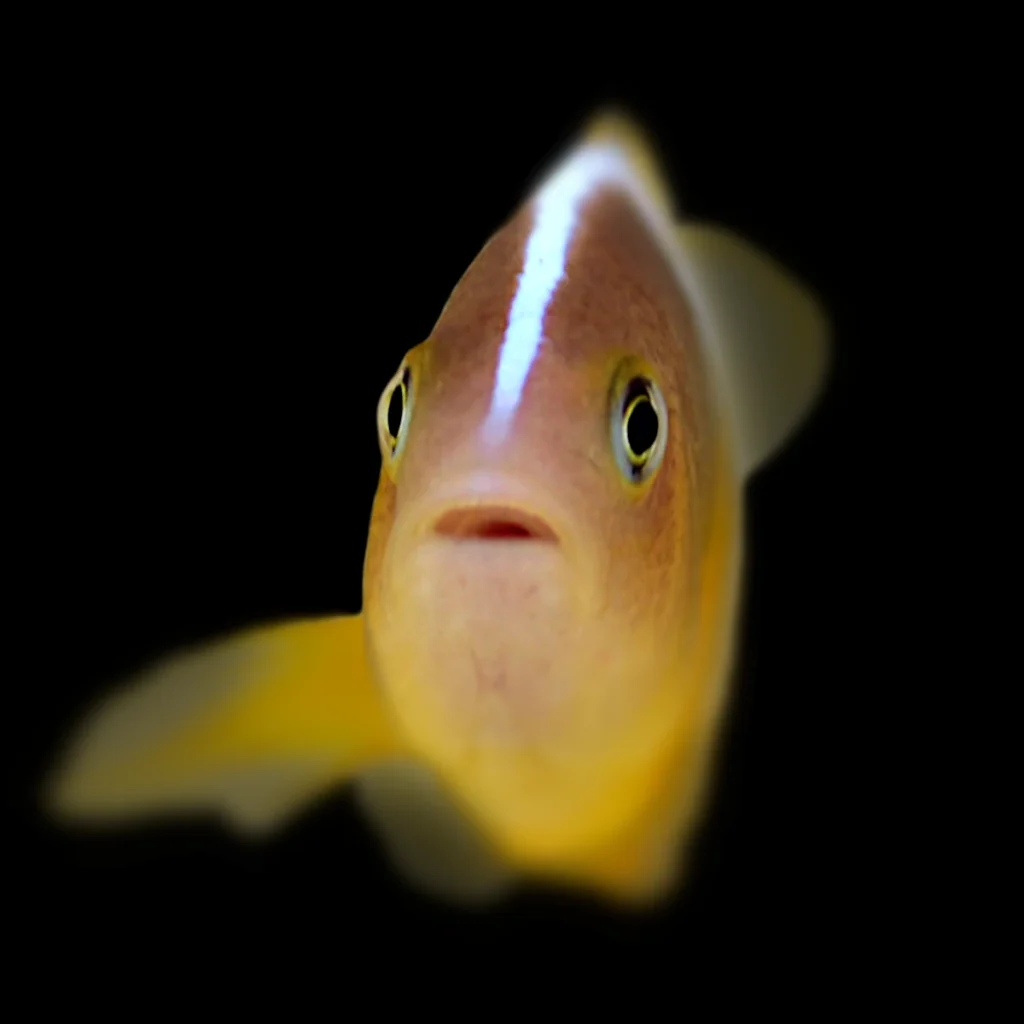 Amphiprion akallopsisos S
