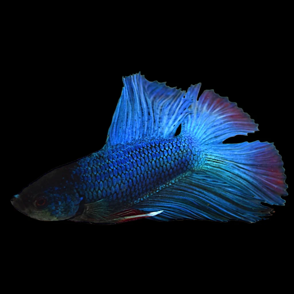 Betta splendens 24k Gold