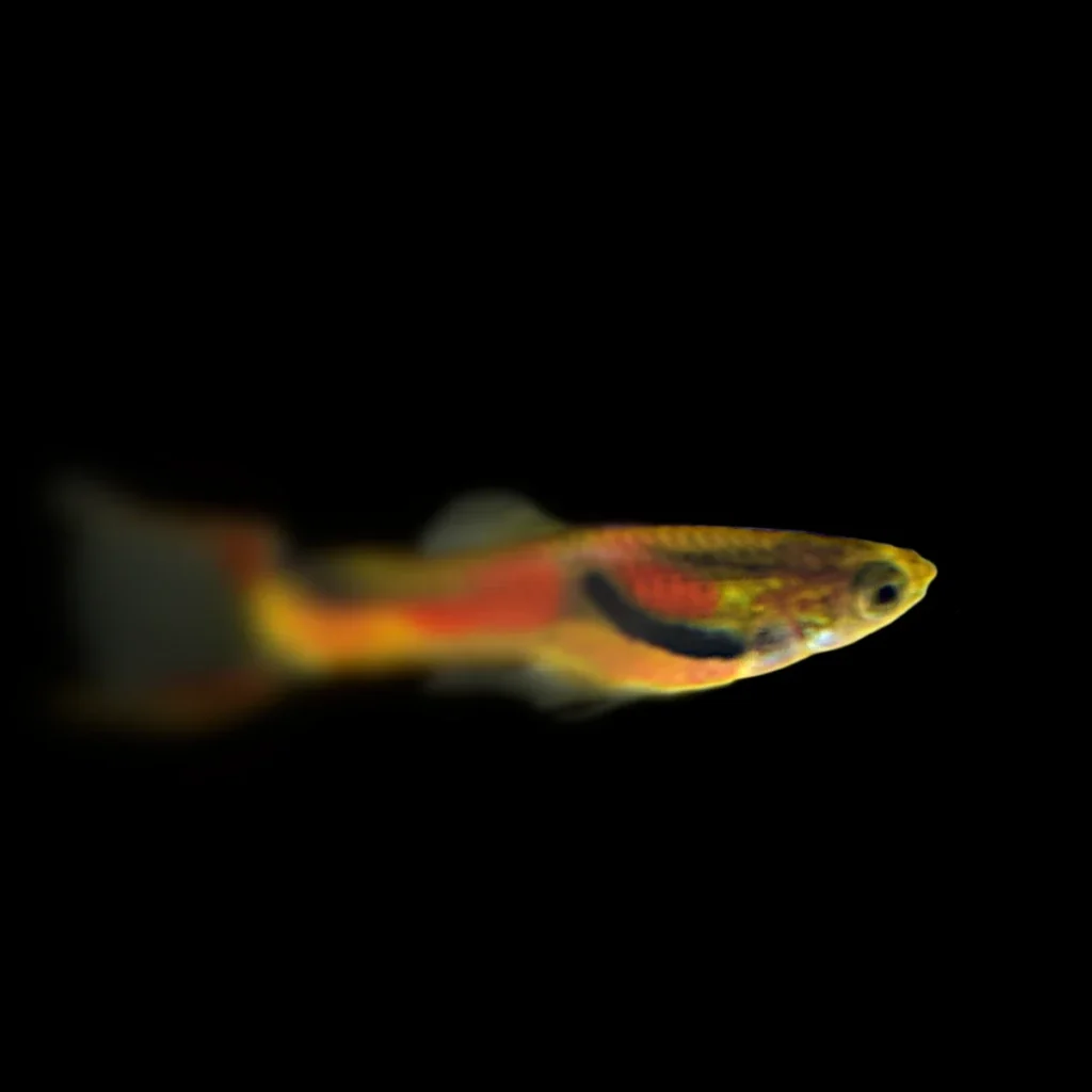 Poecilia Wingei MIX - 5 szt. (samce)