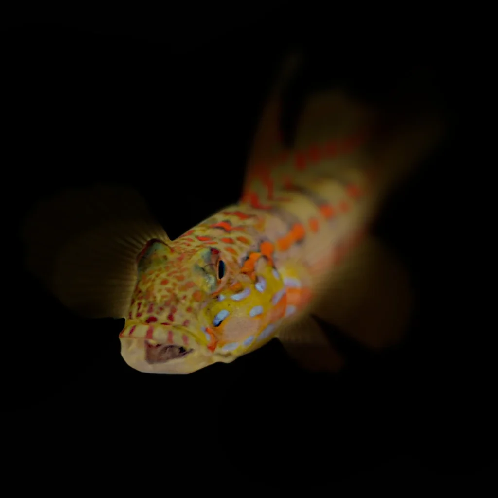 Synchiropus picturatus
