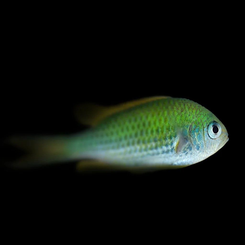 Chromis viridis