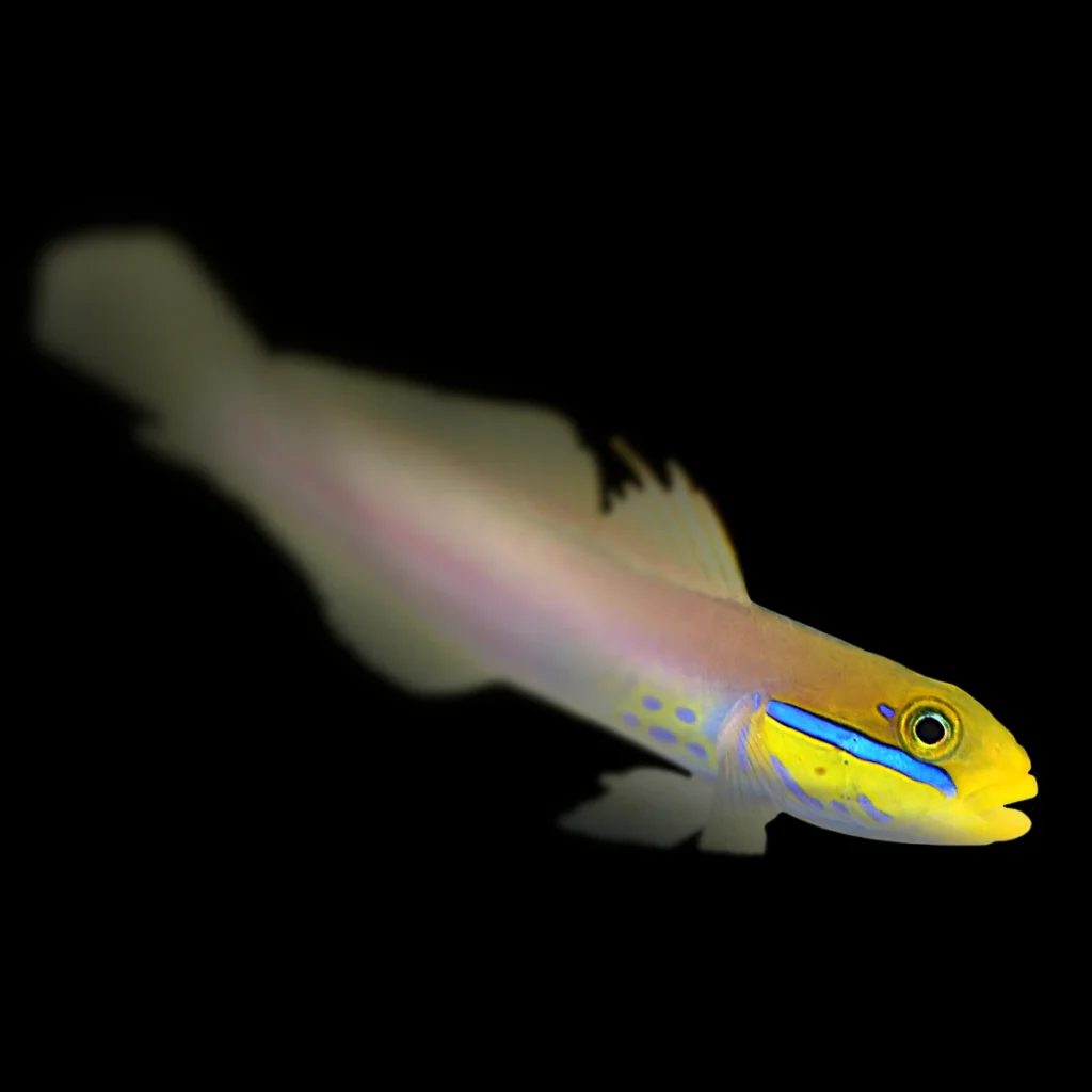 Valenciennea strigata