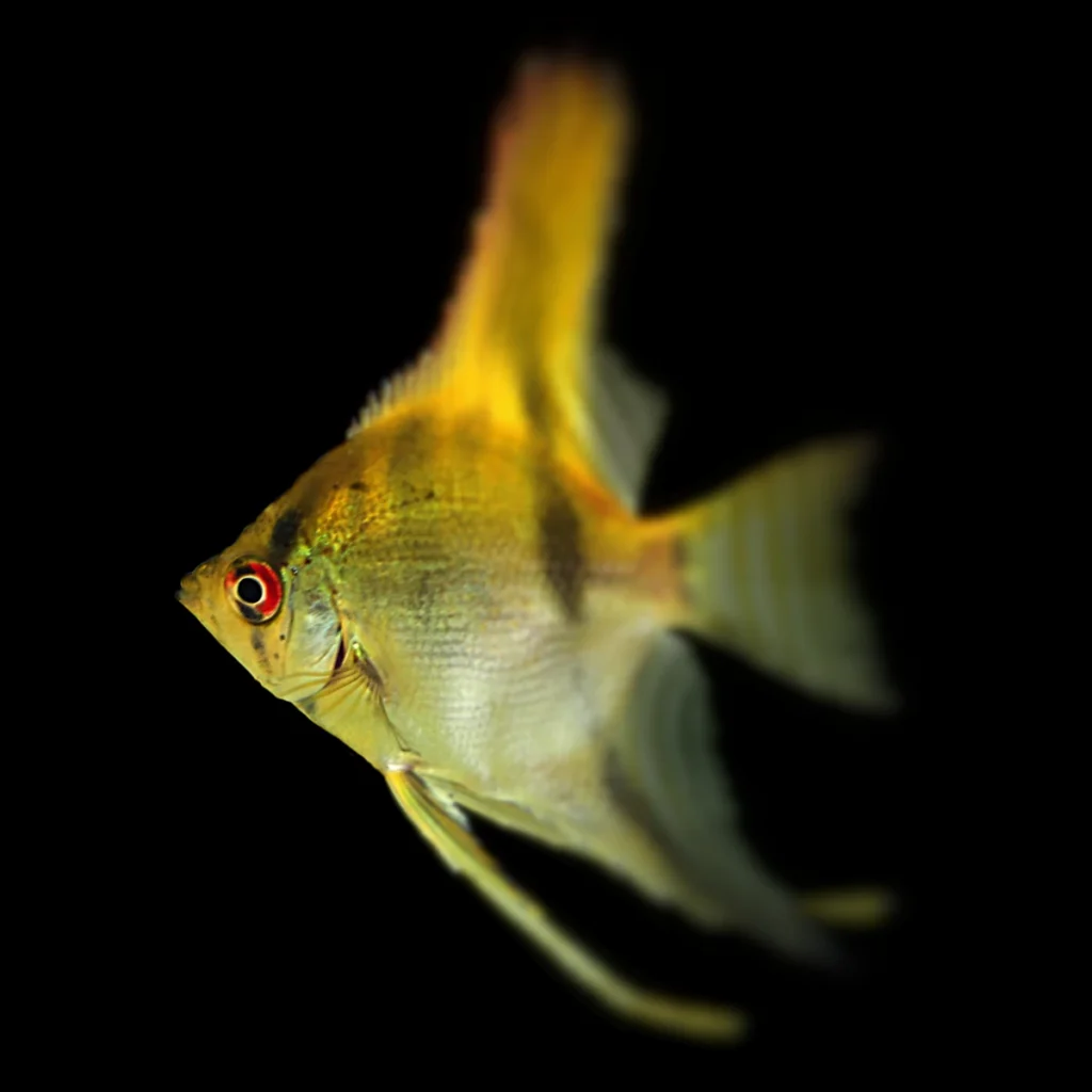 Pterophyllum scalare - Black