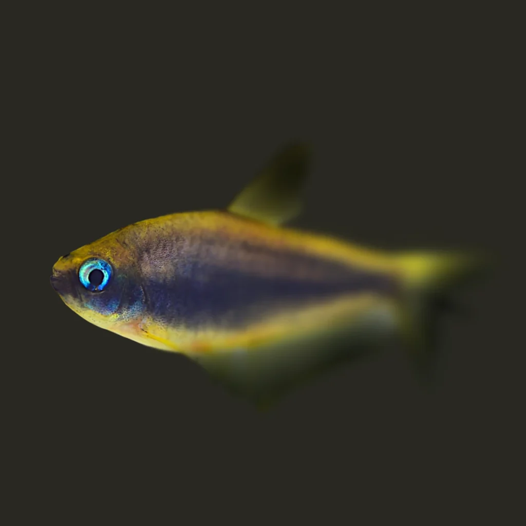 Inpaichthys Kerri