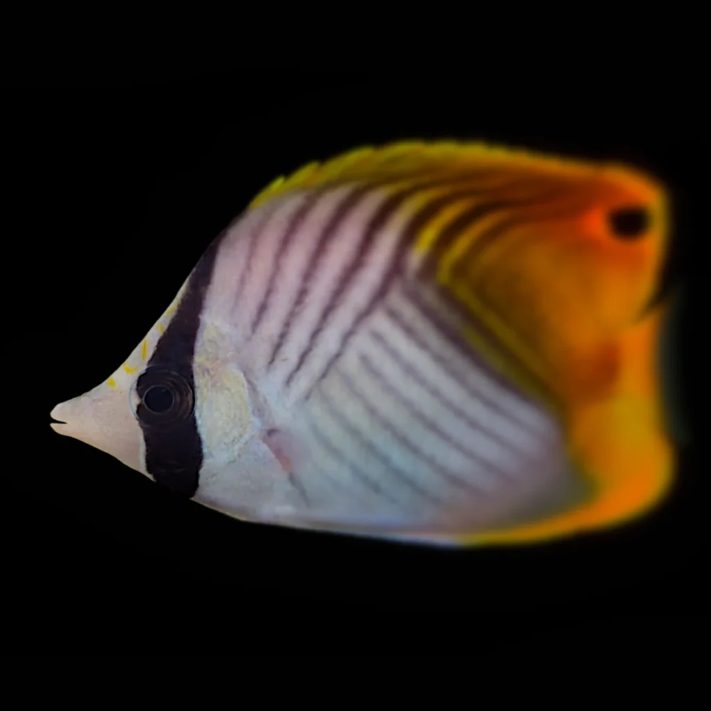 Chaetodon auriga