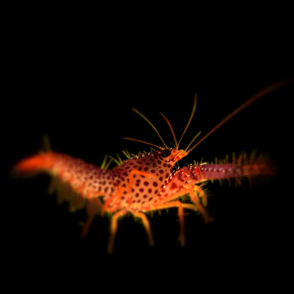 Enoplometopus debelius