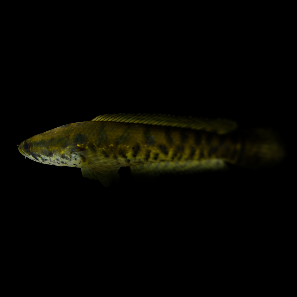 Channa pulchra