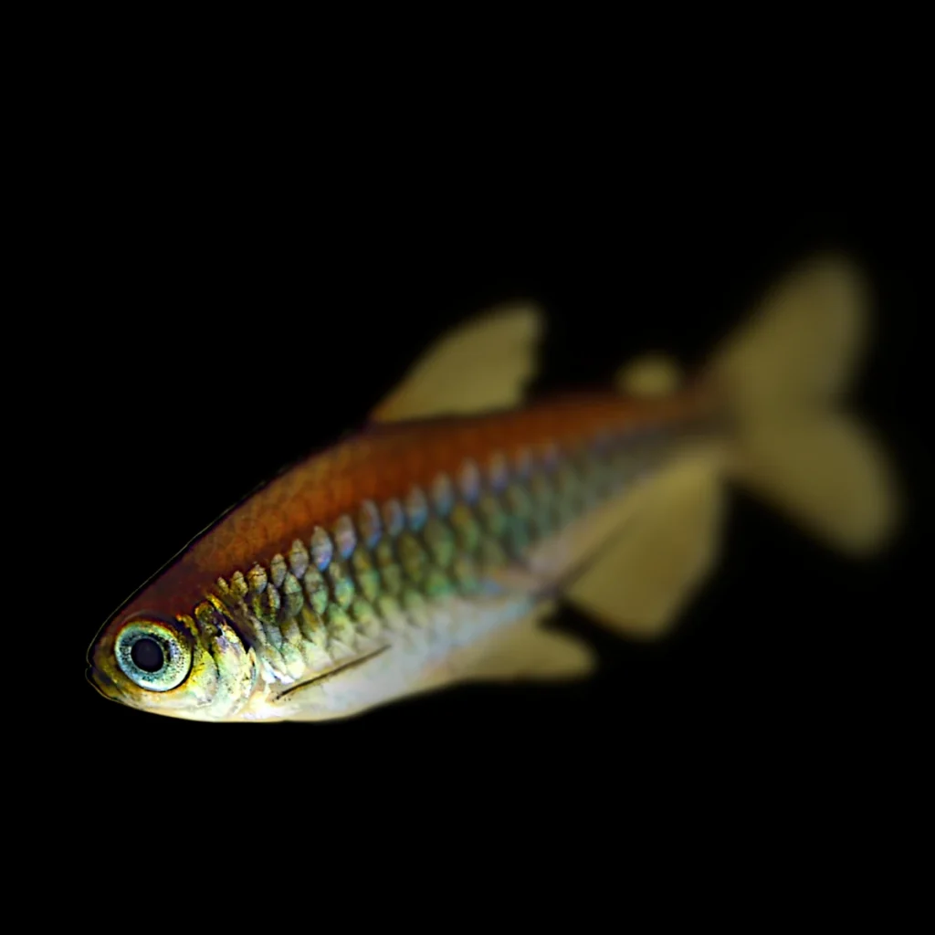 Phenacogrammus interruptus