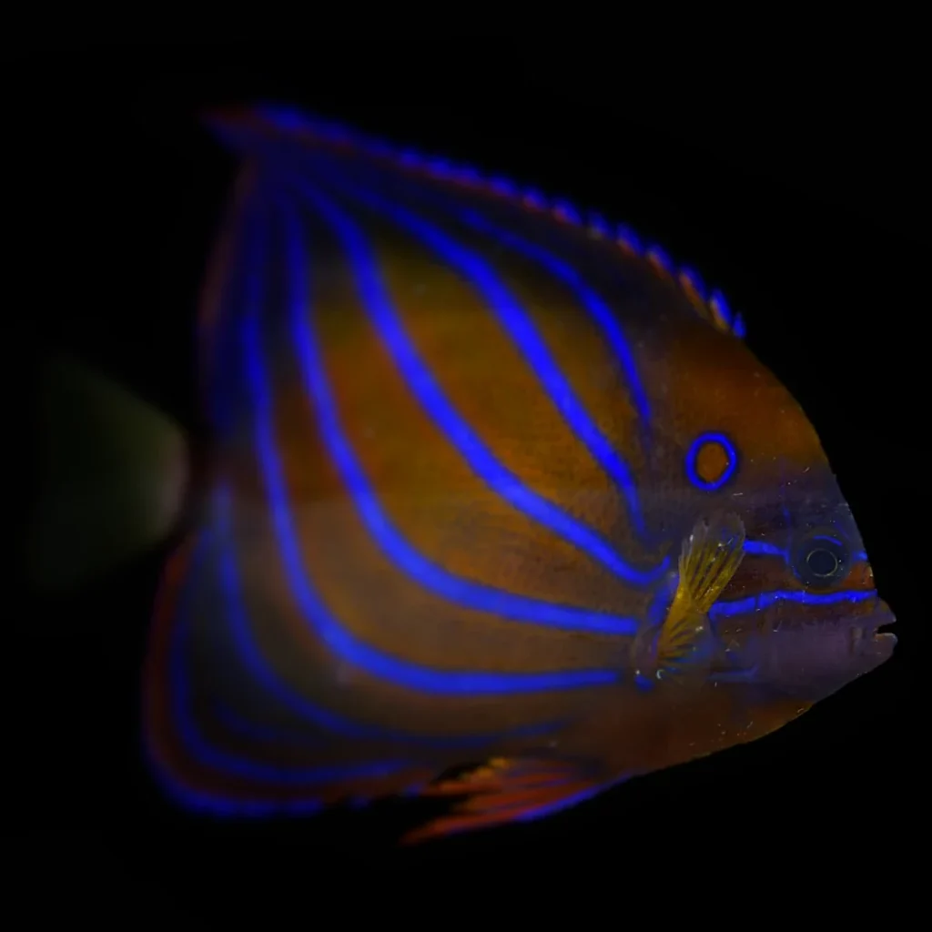 Pomacanthus annularis ADULT