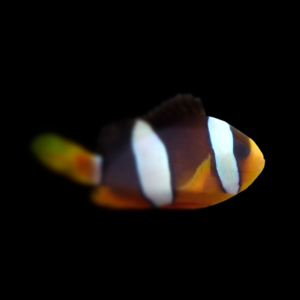 Amphiprion clarkii M