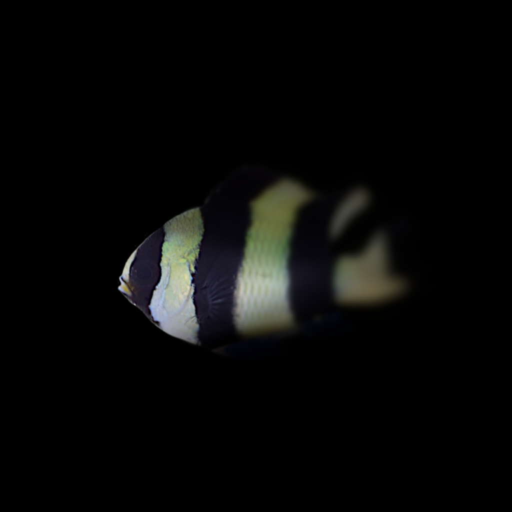 Dascyllus aruanus