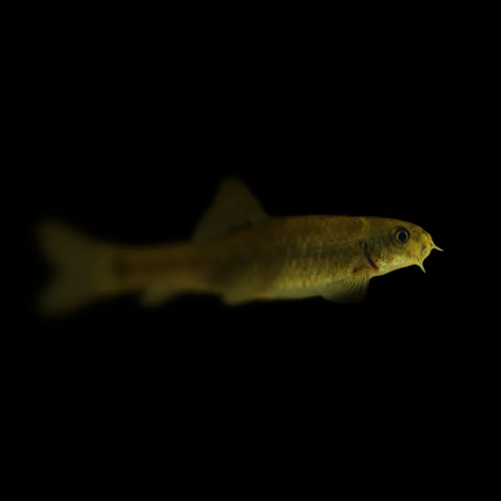 Garra rufa