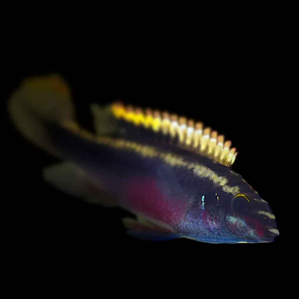 Pelvicachromis pulcher