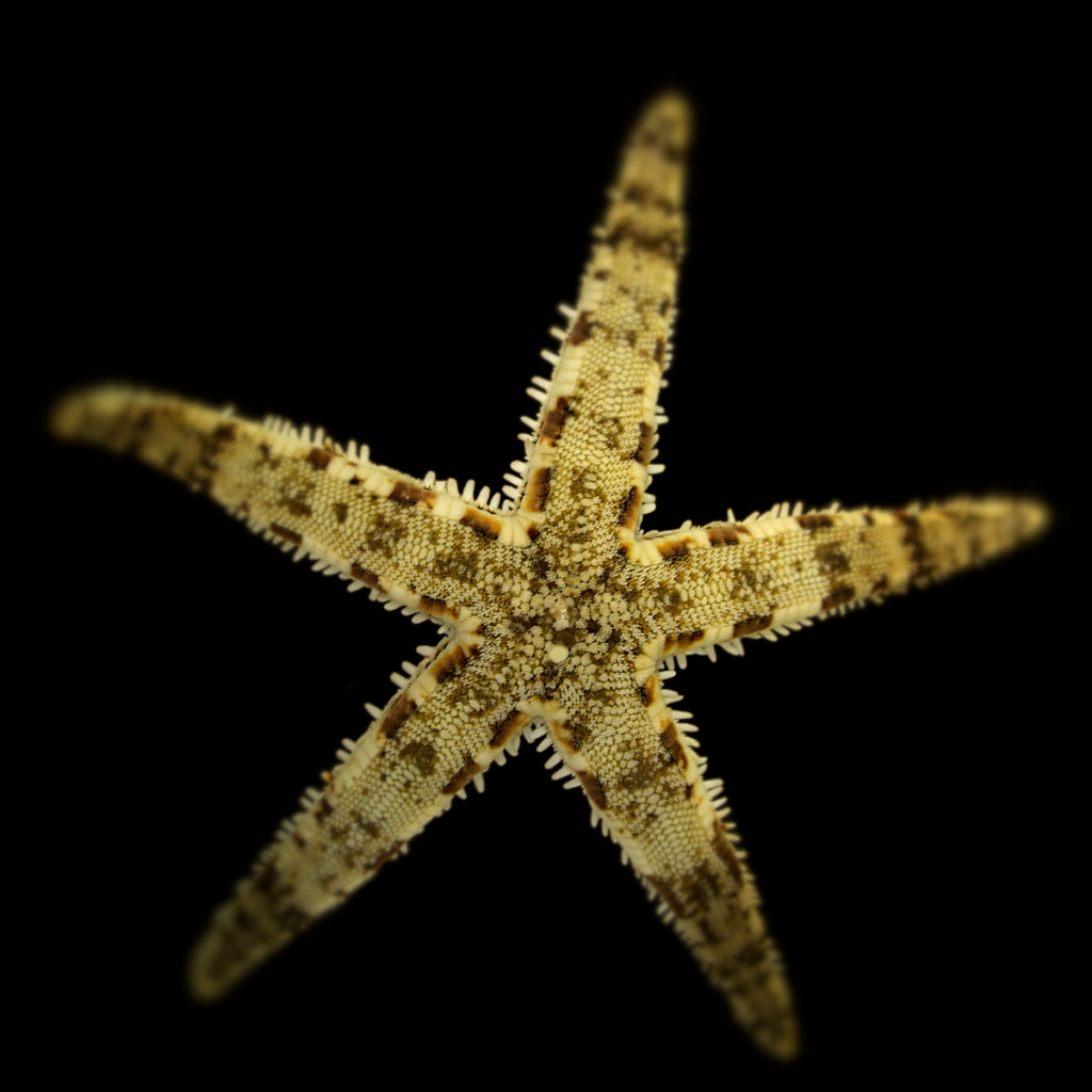 Archaster typicus